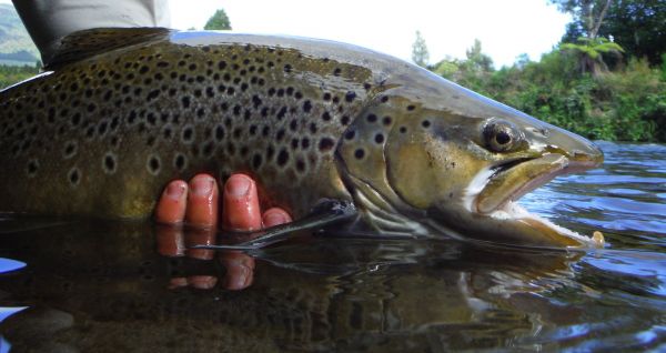 Another brown ... also pictured above which was caught and released a few days ago and weighed in at 10 lb 3 ozs ... it was hooked in two feet of water.