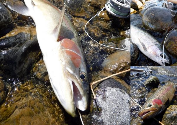 Not all great fish but there were plenty of them.