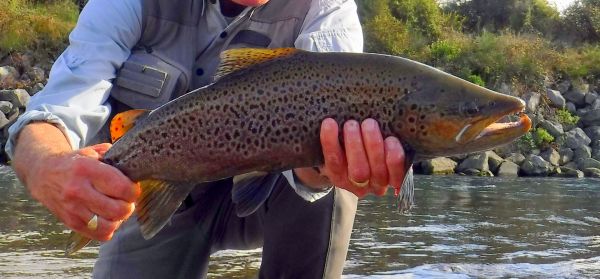 More browns in town too.