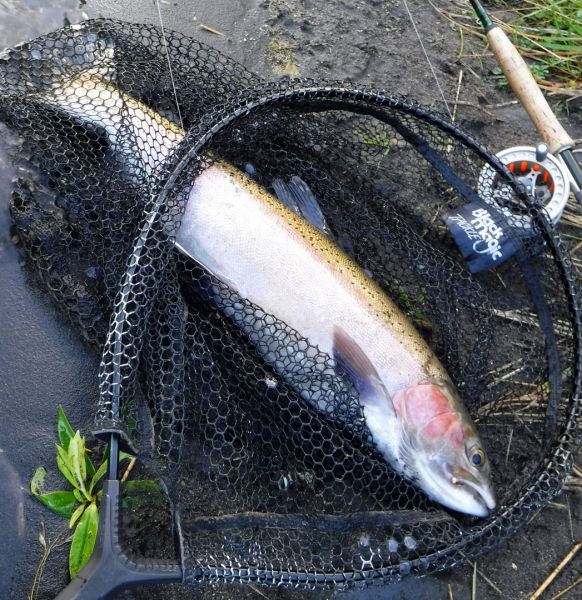 5wts...fast water...and light line are not ideal with a determined rainbow but sometimes necessary if you want to hook up.