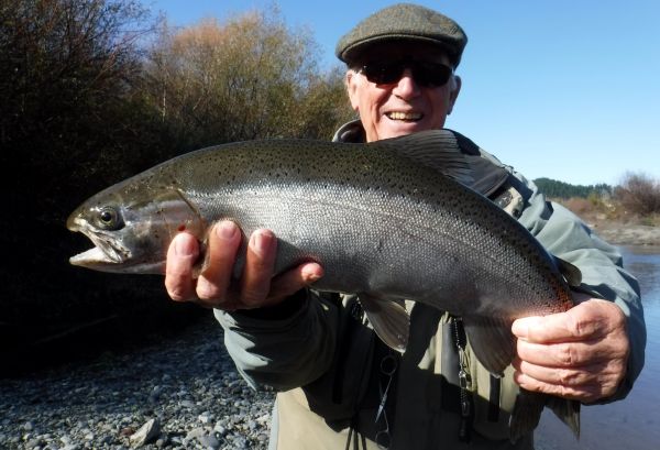 Taupo angler Bill McKinnon with a nice fish from the lower river on Tuesday morning. The camera always lies but even taking that into account its still a good rainbow.