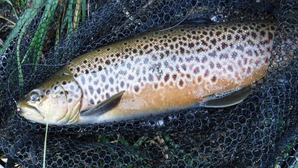 The pic doesn't do it justice but this brown had some great markings and color. Notice the big Czech nymph hanging from its mouth.