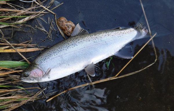 A real mixture of fish around.