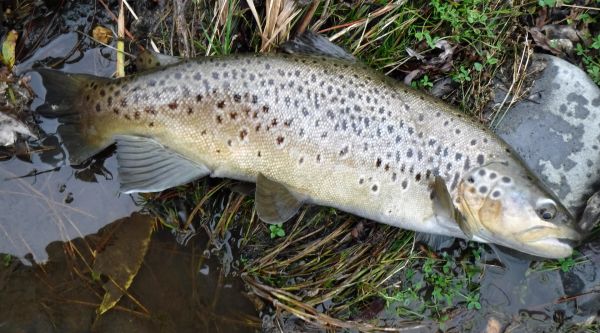 This one grabbed the nymph in less than 18 inches of water.