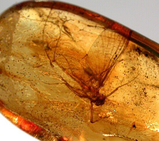 40 million year old mayfly.