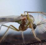 Adult midge.