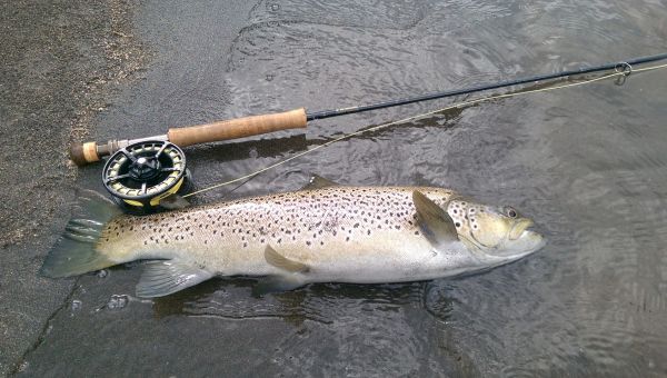 A late afternoon fish for Mike F in the Breakfast Pool.