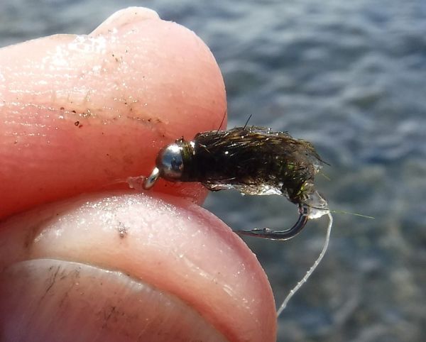 Caddis pupa without the horns.