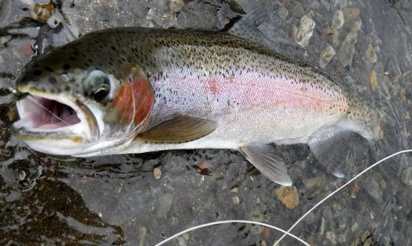 Fish don't often refuse them.