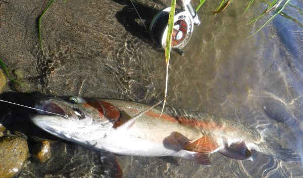 ... and great fun on the 5wt
