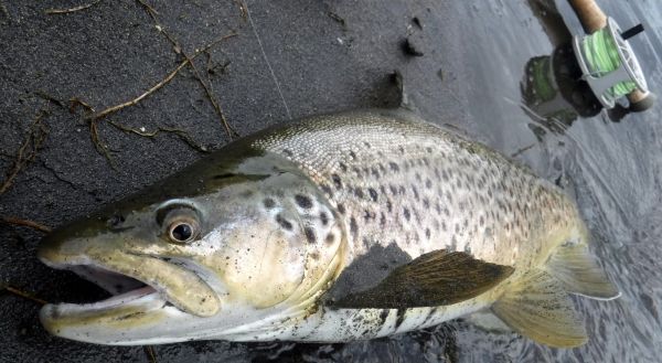 The caddis pupa accounted for this one close in on the edge of a shallow seam.