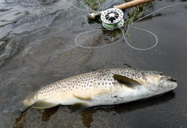 Another fat little brown just a bit further out ... but not too far.