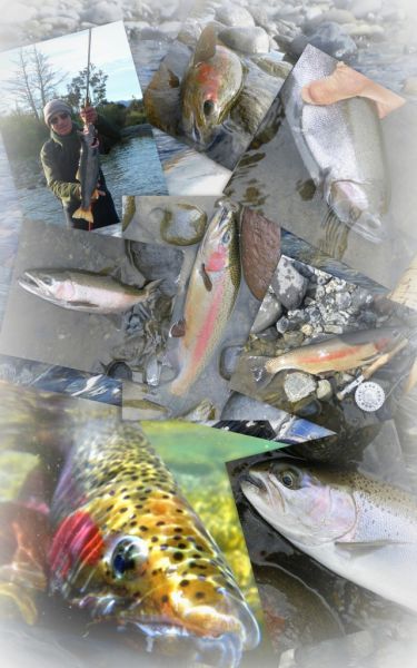 Some of this weeks fish