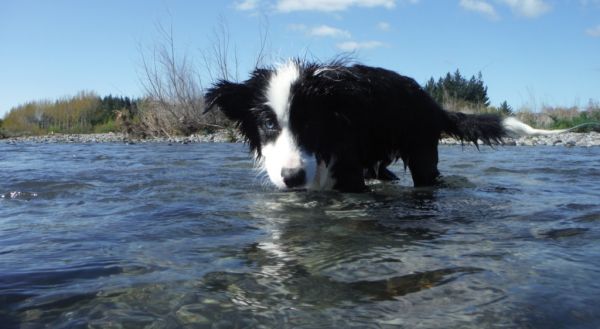 Super dog takes a deep breath as he prepares to swim another width of the Tongariro ... underwater.