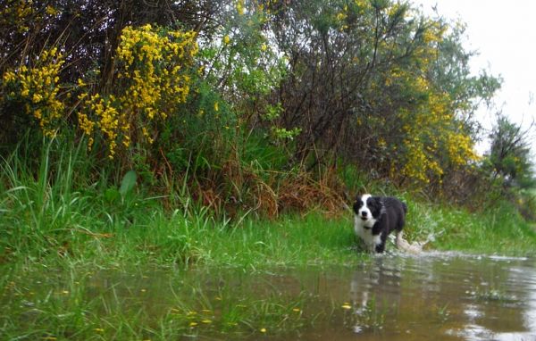 Blue enjoying his morning swim.