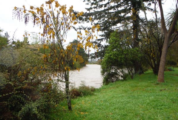 Despite the rain some of the walks around town are still quite pleasant. The Taupahi Reserve walk earlier today.