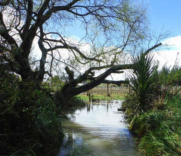 The vineyard on Grace Road flooded again.