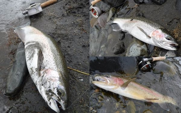 I doubt I would have caught any of these if I hadn't been czech nymphing.