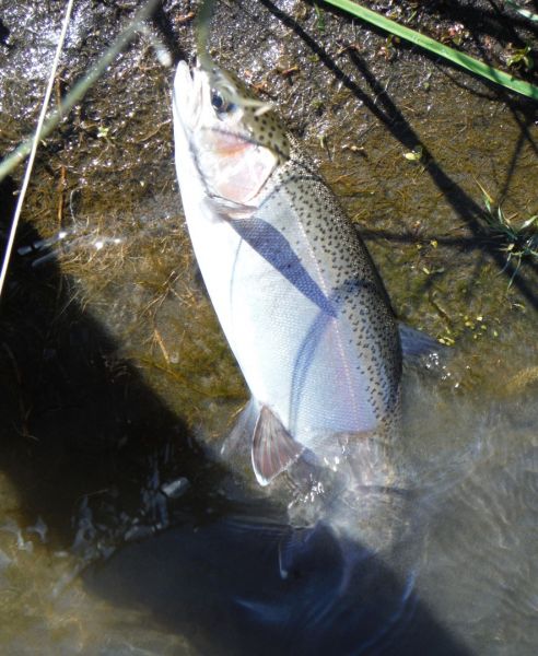 A nice rainbow caught yesterday in one of the town pools.