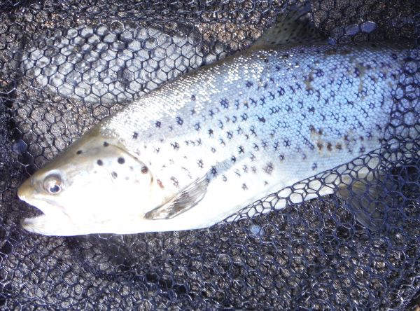 First brown of this season.
