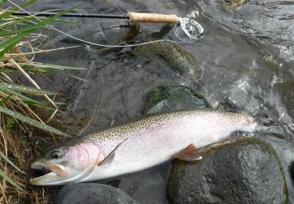 I'd like to have caught this one a few weeks earlier ... again the dry and dropper.
