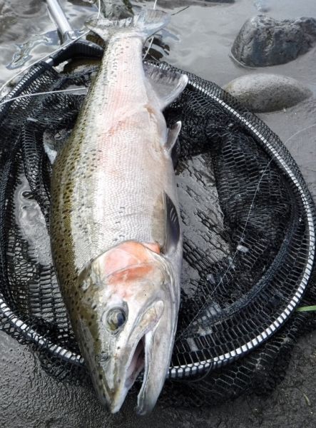 A good rainbow again caught on the dry and dropper.