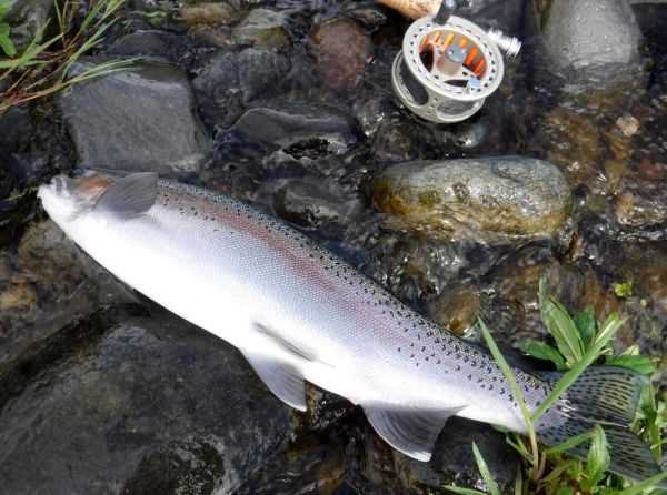 This fresh run hen picked up a small black perdigon nymph czech nymphing in Judges.