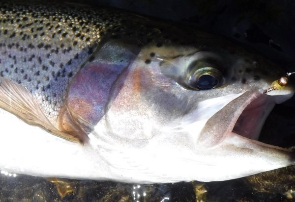 Plenty of fish falling to the czech nymph.
