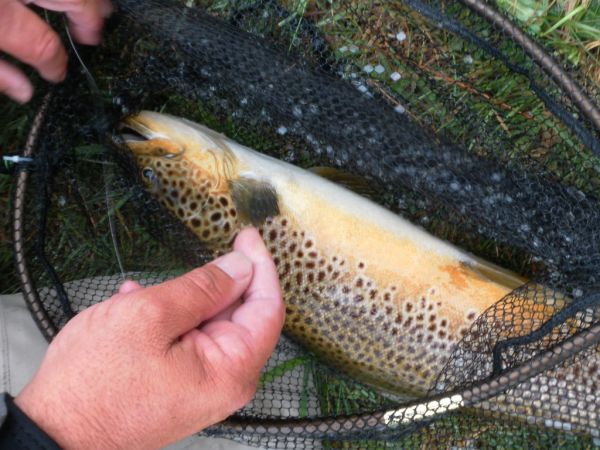 A well marked brown