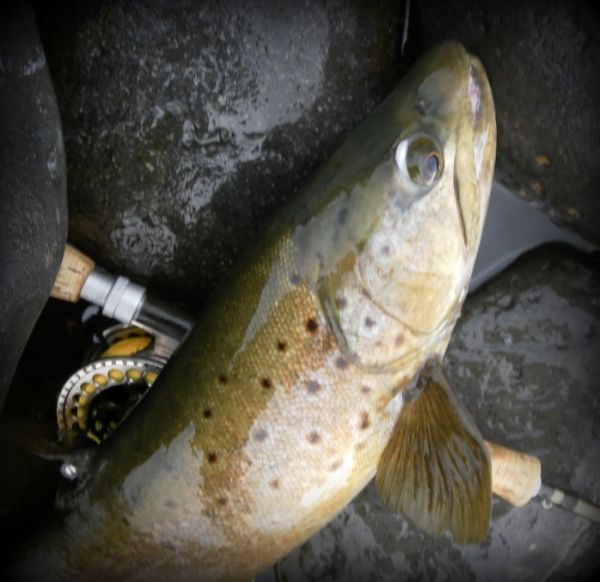 Late October fish.