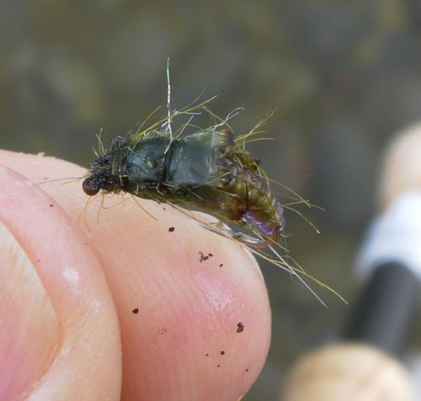 Welshies Caddis pupa emerger type thing