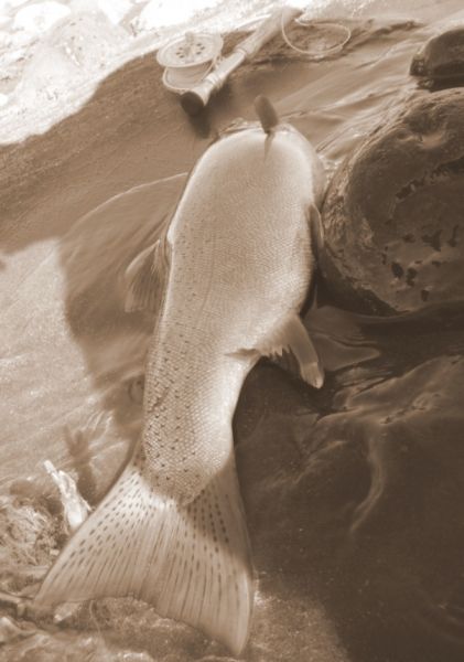 Not every fish will be a fin perfect specimen.