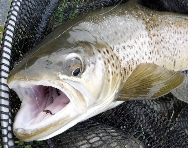 The little brown bug under the big dry scored this brown .