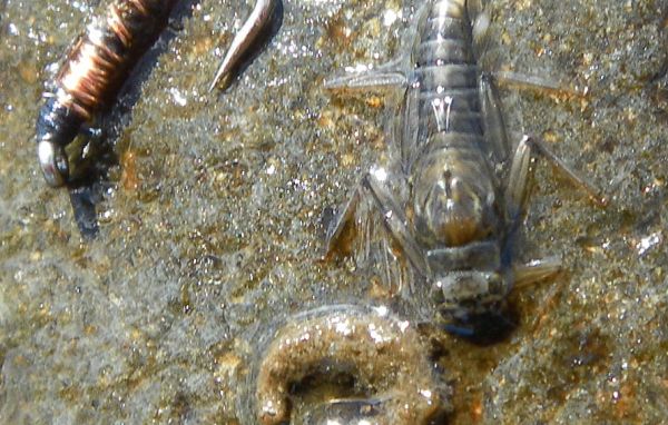 A BIG mayfly nymph