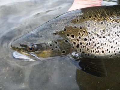 Tore's big brown