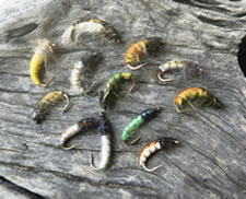 caddis